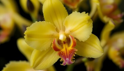Fototapeta premium Extreme macro of Oncidium orchid 'Dancing Lady' variety, vibrant yellow flowers.
