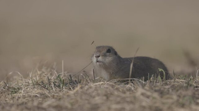 Funny gopher eating fresh grass, little ground squirrel or little suslik, Spermophilus pygmaeus from the family Sciuridae. Suslik in wildlife. Slow motion video ProRes 422, ungraded C-LOG 10 bit