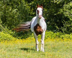 Beautiful horse galloping in a green field with wildflowers during a sunny afternoon in springtime