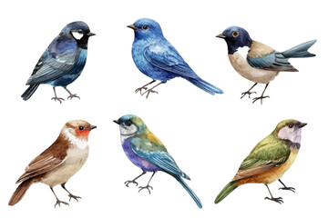 Colorful songbirds vector illustration. Set of six hand-painted birds resembling a Blue Jay, Mountain Bluebird, Collared Flycatcher, European Robin, Painted Bunting and Green-backed Euphonia.
