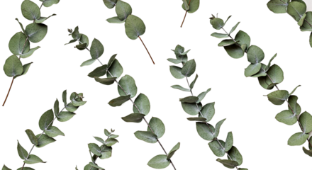 Dried Eucalyptus Leaves Isolated White Background PNG Botanical Still Life Aromatherapy Herbal Natural Decor