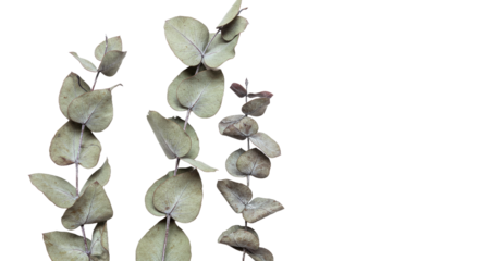 Dried Eucalyptus Leaves Isolated White Background PNG Botanical Still Life Aromatherapy Herbal Natural Decor