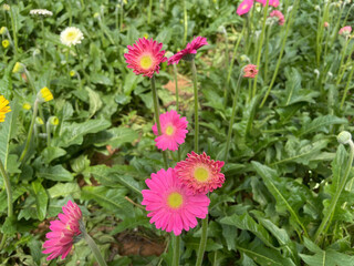 Pink Gerberas
