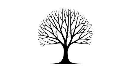 Fototapeta premium Elegant Silhouette Of Deciduous Tree Without Foliage In Winter