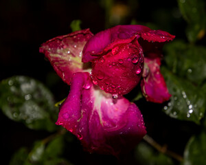 Vibrant pink rose with raindrops glistening in a garden at night showcasing nature's beauty and...