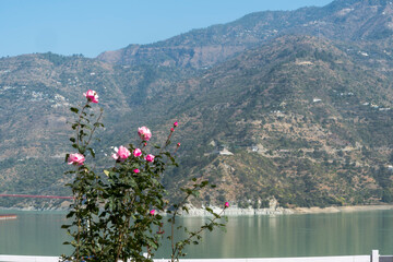 A side view of a pink rose on a green tree highlights its delicate petals. The lake in the background adds depth to the picturesque setting.