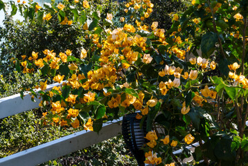 Yellow bougainvillea flowers flourish on a green plant. A white fence in the background adds a charming touch to the scene.