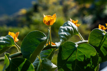 Small orange flowers of bougainvillea bloom on green plants, creating a vibrant display. The lush green leaves complement the colorful flowers.