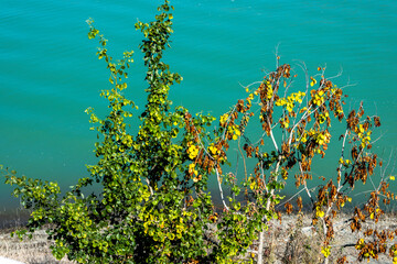 A green leafy plant features both old and new leaves at the lakeside. This diversity highlights the resilience and beauty of nature in the area.