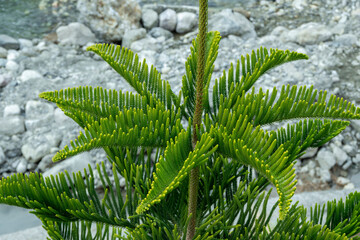 A green star pine tree showcases its many layers, with rocks in the background. This striking scene captures the essence of the mountainous terrain.