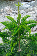 A green star pine tree stands tall, with rocks in the background. This combination highlights the rugged beauty of the natural landscape.