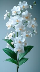 Beautiful white orchid display floral art high resolution picture