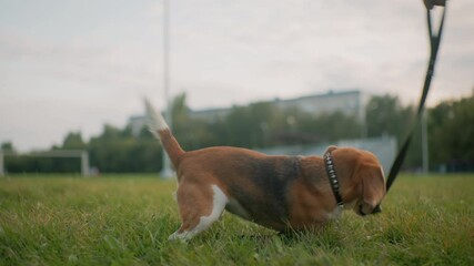 Sport dog energetically playing with leash tied to collar outdoors on grassy field during bright day showcasing playful behavior strength agility excitement and joy in open natural environment