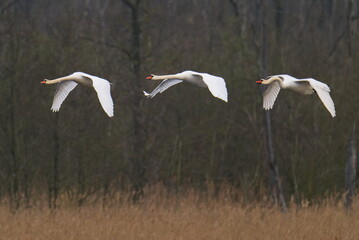 Fliegende Höckerschwäne an der Ostsee