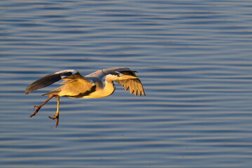 Graureiher im Flug in der Abendsonne