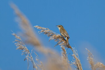 Schilfrohrsänger ( Acrocephalus schoenobaenus ) während der Balz	