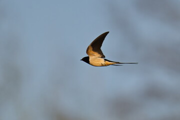 Rauchschwalbe in der Abendsonne