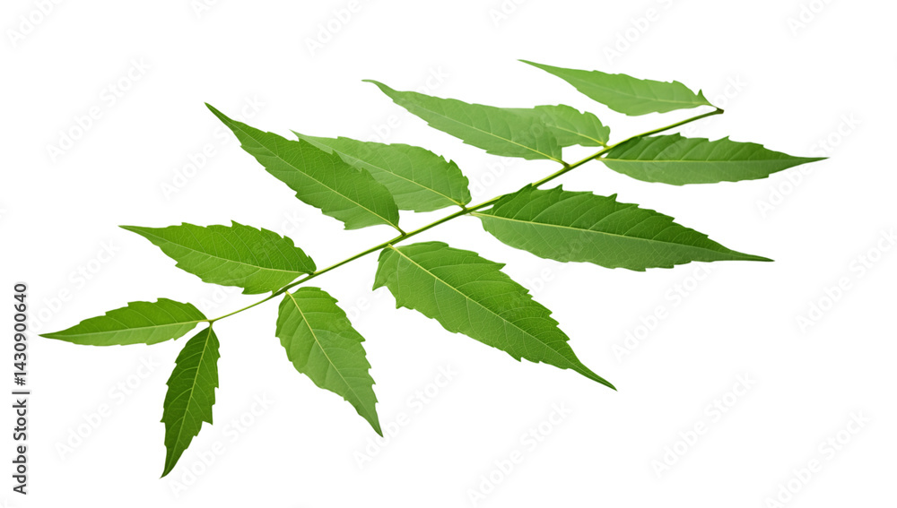 Poster a single branch with multiple green leaves attached to it on a black isolated background image view 