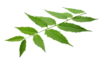A single branch with multiple green leaves attached to it on a black isolated background image view png