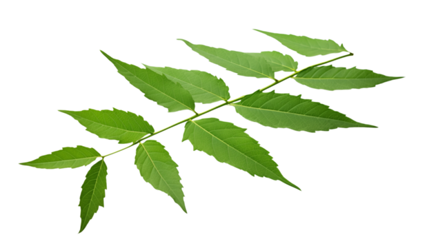 A single branch with multiple green leaves attached to it on a black isolated background image view png