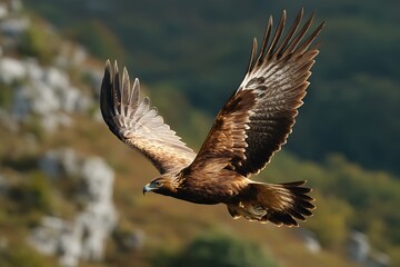 Fototapeta premium A golden eagle flying gracefully, its outstretched wings illuminated by sunlight, captured in flight.