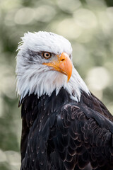 bald eagle bird of prey portrait pretty close up animal avian 