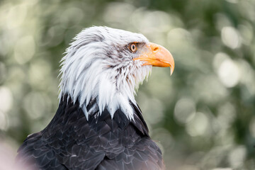 bald eagle bird of prey portrait pretty close up animal avian 