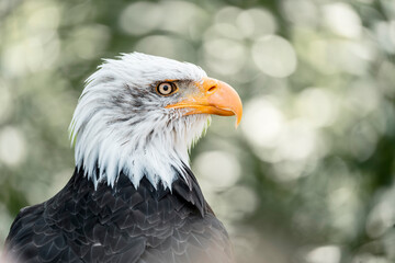 bald eagle bird of prey portrait pretty close up animal avian 