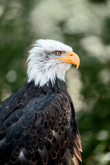 bald eagle bird of prey portrait pretty close up animal avian 