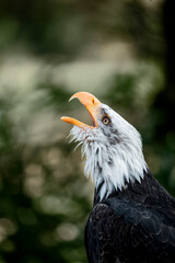 bald eagle bird of prey portrait pretty close up animal avian 
