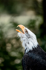 bald eagle bird of prey portrait pretty close up animal avian 