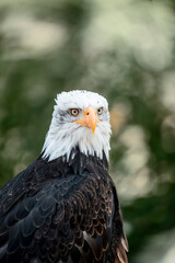 bald eagle bird of prey portrait pretty close up animal avian 