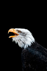 bald eagle bird of prey portrait pretty close up animal avian 