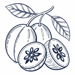 vector illustration of fruits