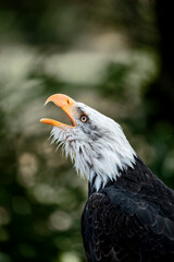 bald eagle bird of prey portrait pretty close up animal avian 