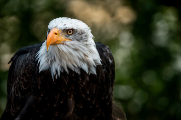 bald eagle bird of prey portrait pretty close up animal avian 