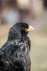 bird of prey portrait in a show
