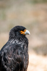 bird of prey portrait in a show
