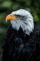 bald eagle bird of prey portrait pretty close up animal avian 