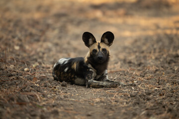 African wild dog lies facing toward camera