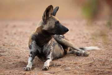 African wild dog lies down turning head