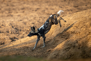 African wild dog jumps down sandy slope
