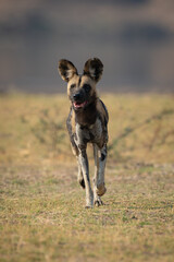 African wild dog approaches camera across grass