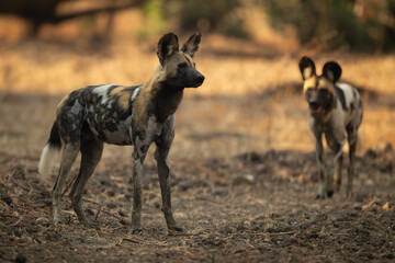 African wild dog approaches another in clearing