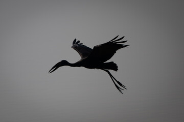 African openbill flies over river in silhouette