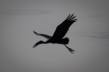 African openbill flies across river in silhouette
