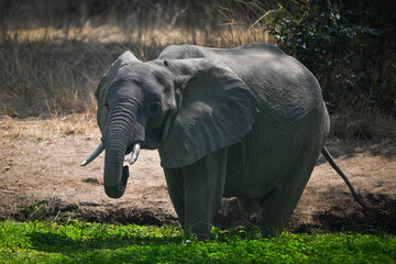 African bush elephant stands drinking in pond