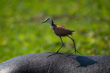 African jacana walks along back of hippo