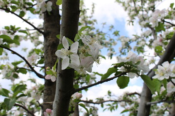 in the backyard there is a blossoming apple tree on a warm sunny day