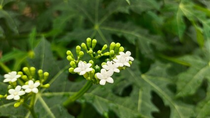 A vibrant close-up captures the delicate beauty of small, white, star-shaped flowers clustered amidst lush, deeply lobed green foliage
